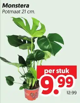 Dekamarkt Monstera aanbieding