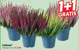Dekamarkt Calluna* aanbieding