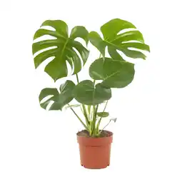 Albert Heijn AH Monstera plant aanbieding