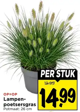 Vomar Voordeelmarkt Lampen-poetsersgras aanbieding