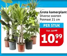 Hoogvliet Grote kamerplant aanbieding