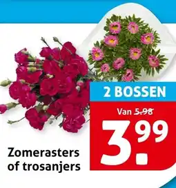 Hoogvliet Zomerasters of trosaniers aanbieding
