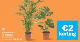 Albert Heijn AH Monstera of catpalm aanbieding