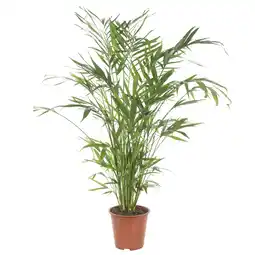 Albert Heijn AH Chamaedorea catpalm p19 aanbieding