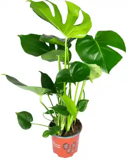 Dekamarkt Bloemen Monstera aanbieding