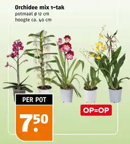 Poiesz Orchidee mix 1-tak aanbieding