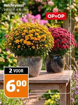 Poiesz Bolchrysant aanbieding