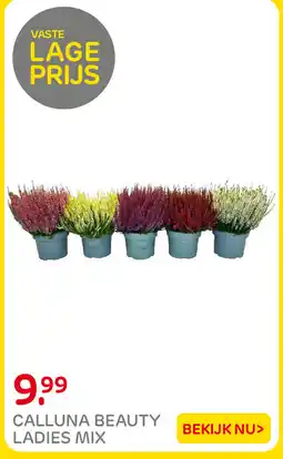 Praxis Calluna beauty ladies mix aanbieding