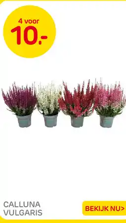Praxis Calluna vulgaris aanbieding