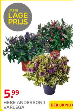 Praxis Hebe Andersonii Varlega aanbieding