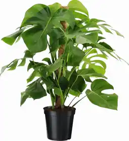 Intratuin Gatenplant (Monstera pertusum) D19 H 75 cm aanbieding