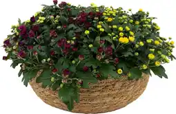 Intratuin Plantenarrangement Chrysant in mand D 30 H 18 cm aanbieding