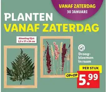 Lidl Droogbloemen in raam aanbieding