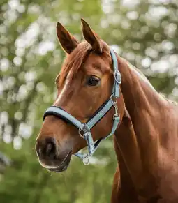 Pets Place Waldhausen Halter Mesh - Halster - Korenblauw Cob aanbieding
