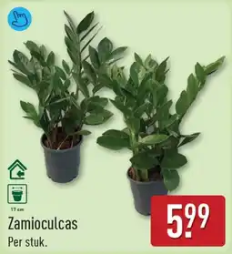 ALDI Zamioculcas aanbieding