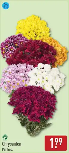 ALDI Chrysanten aanbieding