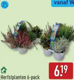 ALDI Herfstplanten 6-pack aanbieding