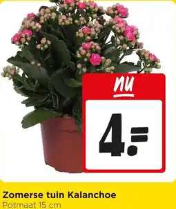 Jumbo Zomerse tuin Kalanchoe aanbieding