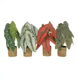 Van Cranenbroek Plant in pot met graslook 35 cm - 4 assorti aanbieding