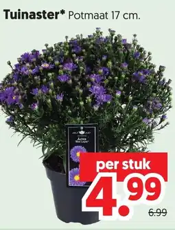 Dekamarkt Tuinaster aanbieding