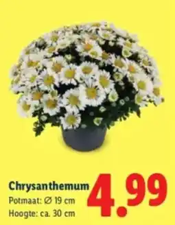 Lidl Chrysanthemum aanbieding