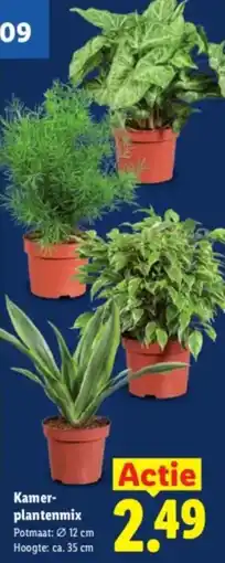 Lidl Kamerplantenmix aanbieding