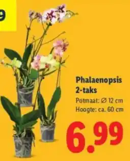 Lidl Phalaenopsis 2-taks aanbieding