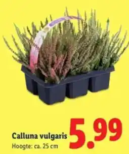 Lidl Calluna vulgaris aanbieding
