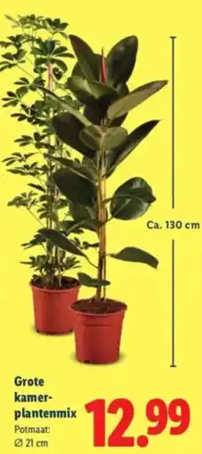 Lidl Grote kamerplantenmix aanbieding