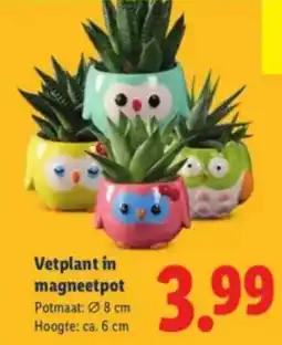 Lidl Vetplant in magneetpot aanbieding