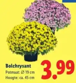 Lidl Bolchrysant aanbieding