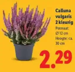 Lidl Calluna vulgaris aanbieding