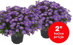Welkoop Aster aanbieding