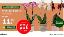 Welkoop Orchidee Ø 12 cm aanbieding