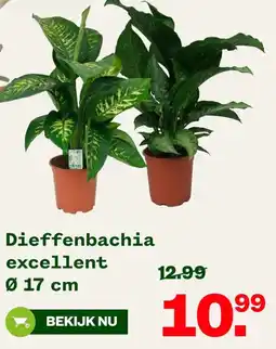 Welkoop Dieffenbachia excellent aanbieding