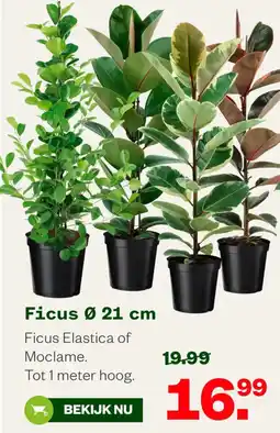 Welkoop Ficus aanbieding