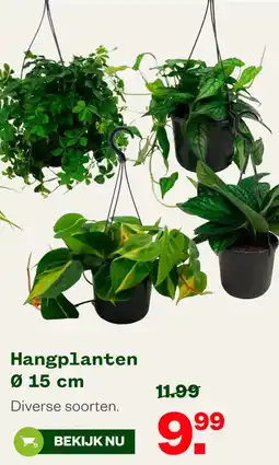 Welkoop Hangplanten aanbieding