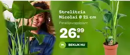 Welkoop Streitizia Nicolai aanbieding