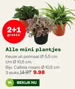 Welkoop Alle mini plantjes aanbieding