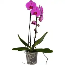 Dekamarkt Bloemen Orchidee cascade aanbieding