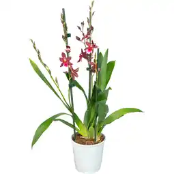 Dekamarkt Cambria orchidee barrocco aanbieding