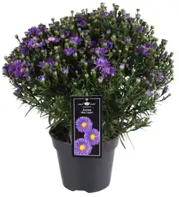 Dekamarkt Dekamarkt Tuin aster p17 aanbieding