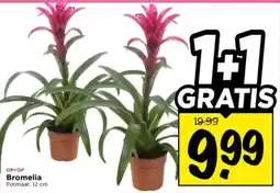 Vomar Voordeelmarkt Bromelia aanbieding