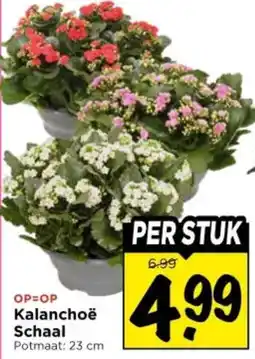 Vomar Voordeelmarkt Kalanchoë Schaall aanbieding