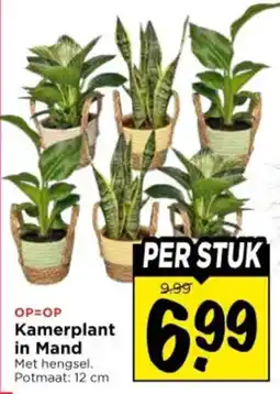 Vomar Voordeelmarkt Kamerplant in Mand aanbieding