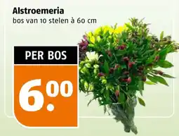 Poiesz Alstroemeria aanbieding