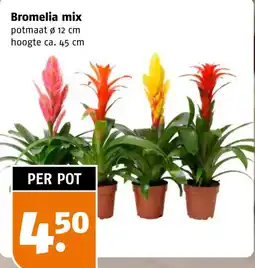 Poiesz Bromelia mix aanbieding