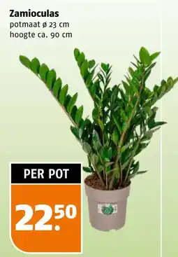 Poiesz Zamioculas aanbieding