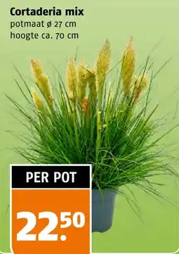 Poiesz Cortaderia mix aanbieding