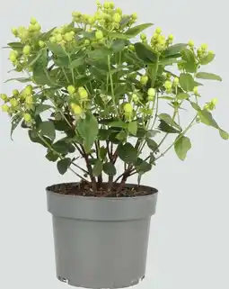 Intratuin Hersthooi (Hypericum 'Miracle Pistache') D 17 H 45 cm aanbieding
